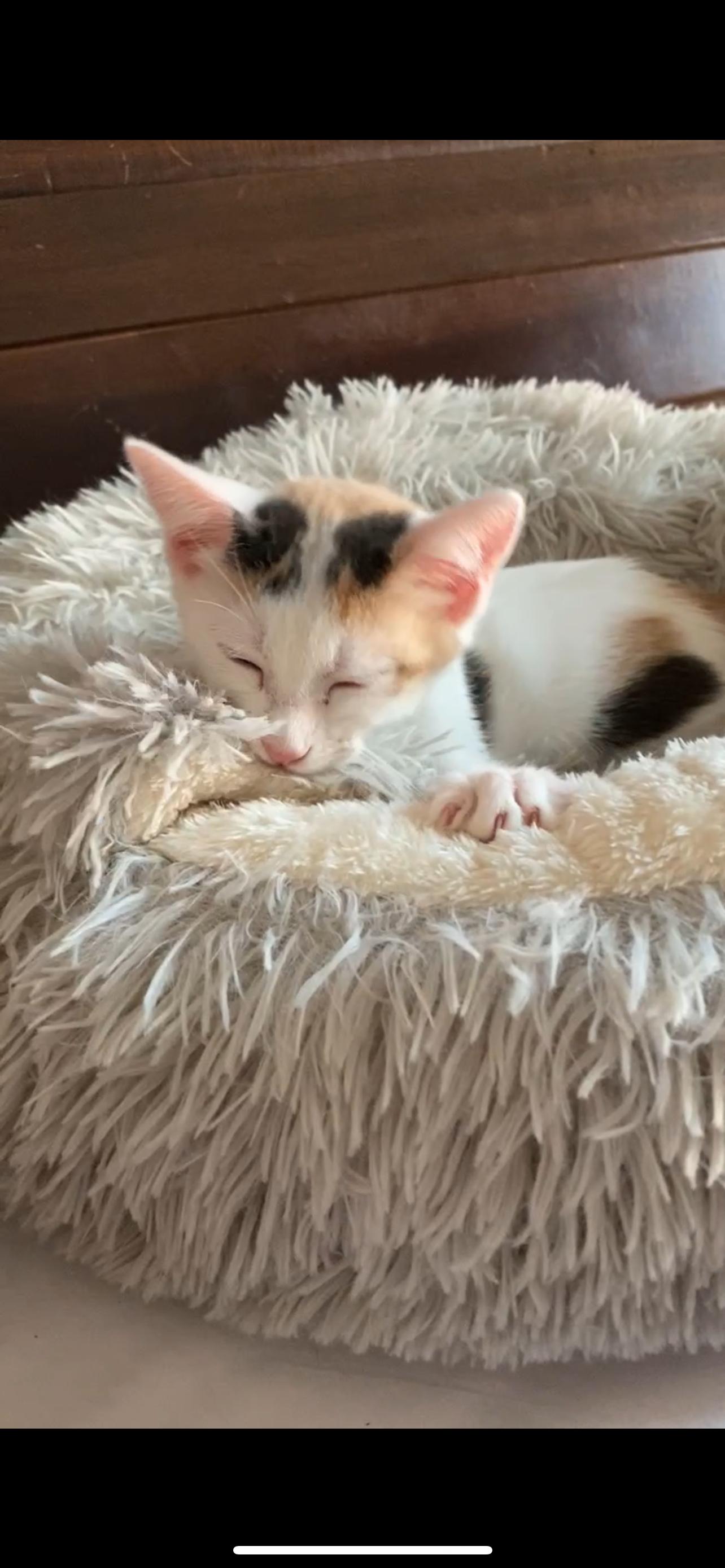 Sydney - Riley Ruzzel Petsmart