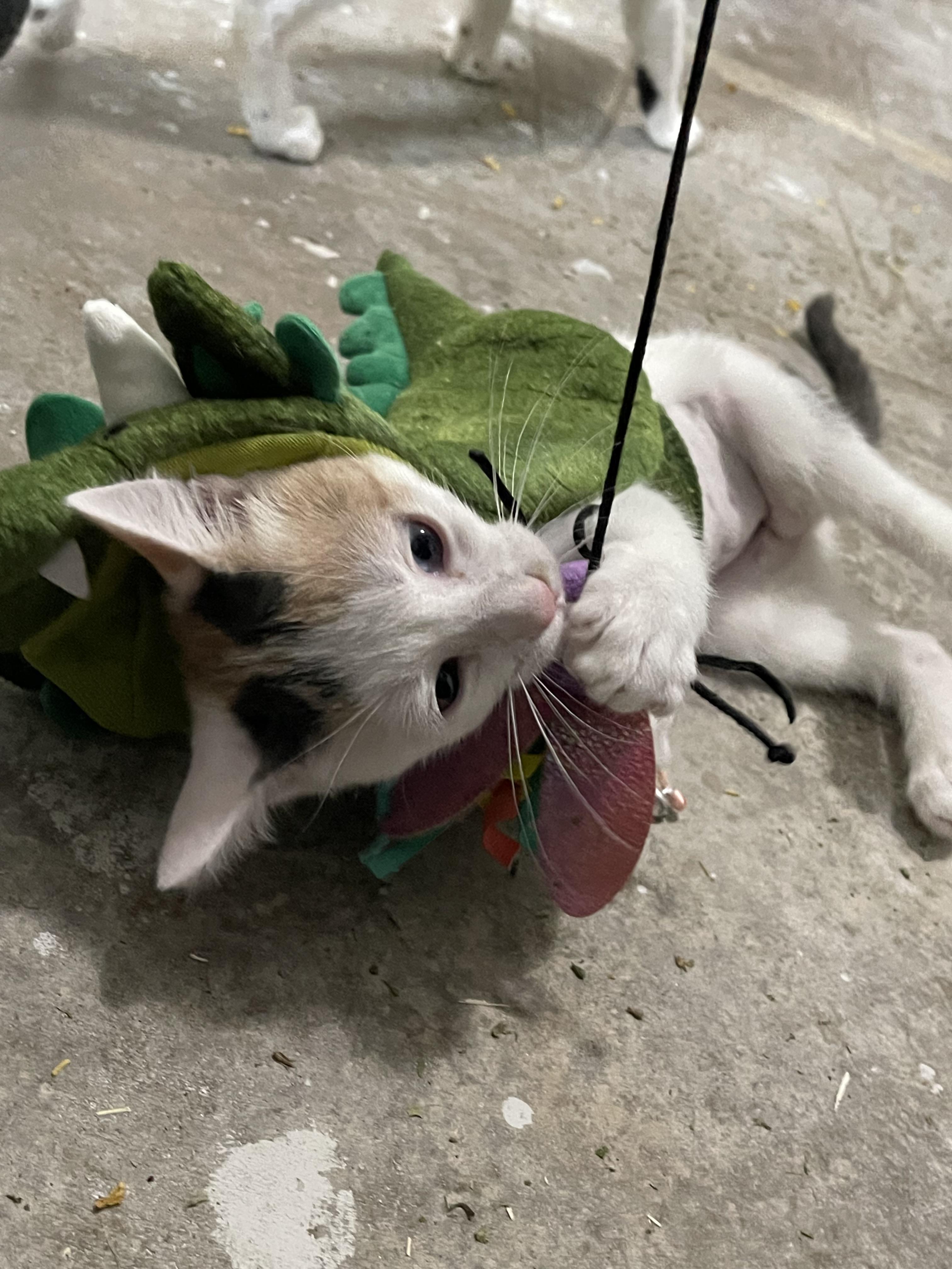 Sydney - Riley Ruzzel Petsmart