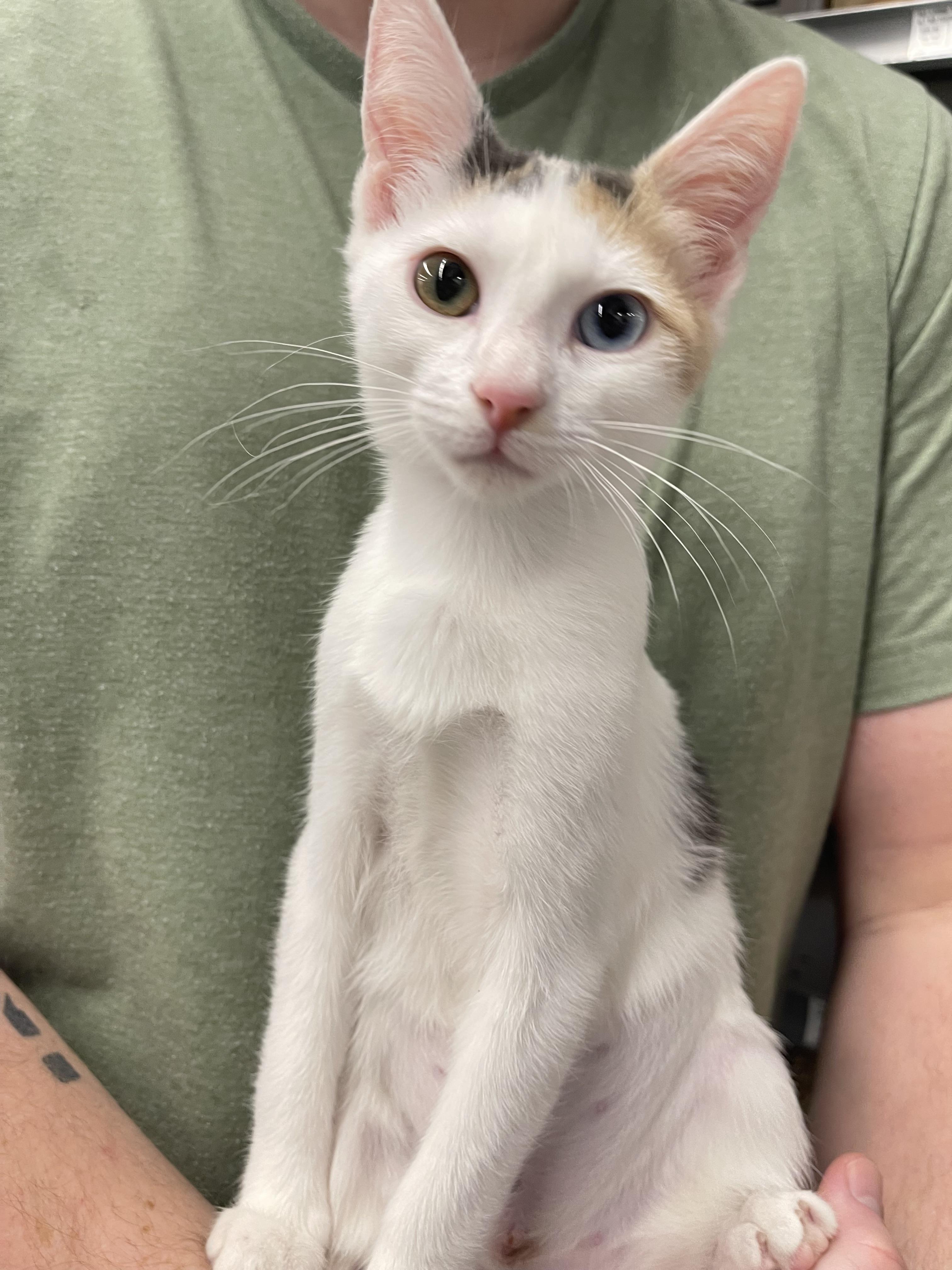 Sydney - Riley Ruzzel Petsmart