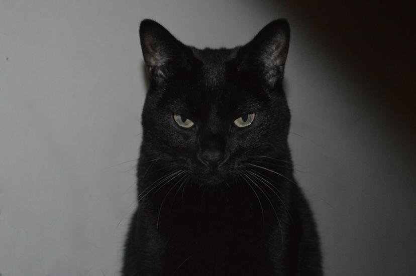 Saya, Adoptable, Adult Female Domestic Short Hair.