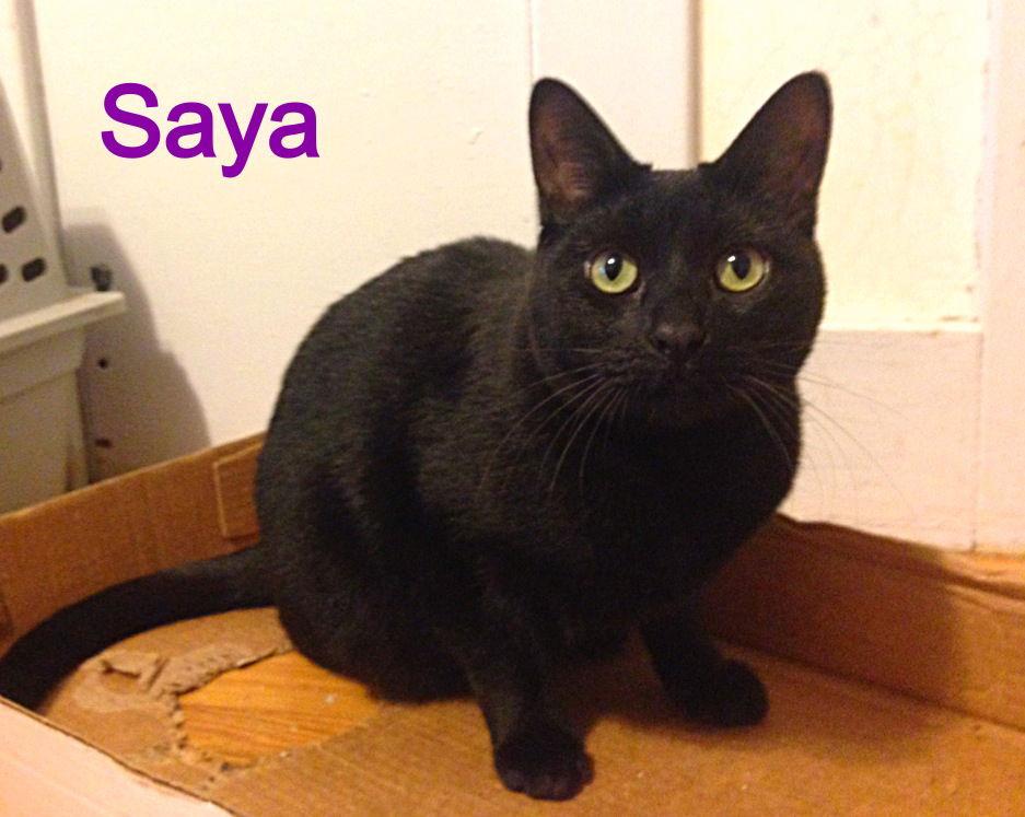 Enlarge Saya, a Adoptable Domestic Short Hair in Williamston, MI image 3/3