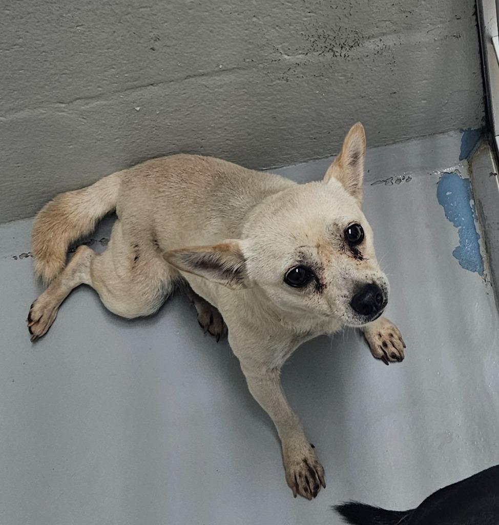 Brittany, Adoptable, Adult Female Chihuahua.