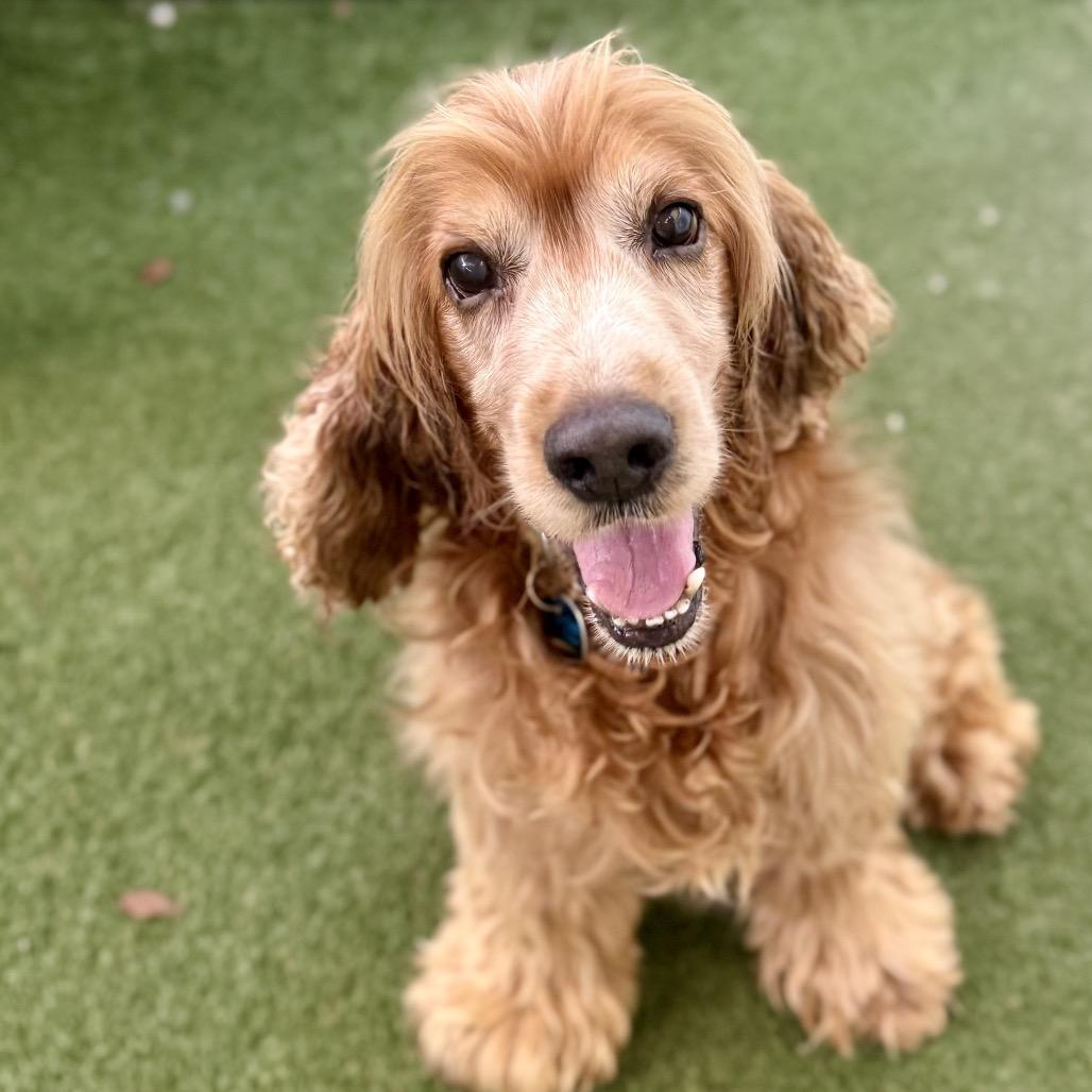 Maloney, Adoptable, Senior Male Cocker Spaniel.
