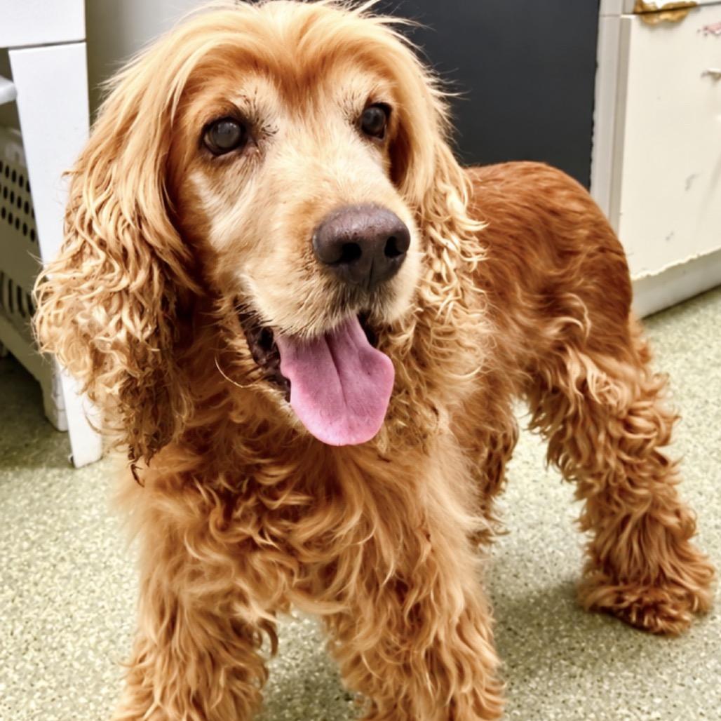 Enlarge Maloney, a Adoptable Cocker Spaniel in Fort Lauderdale, FL image 2/4