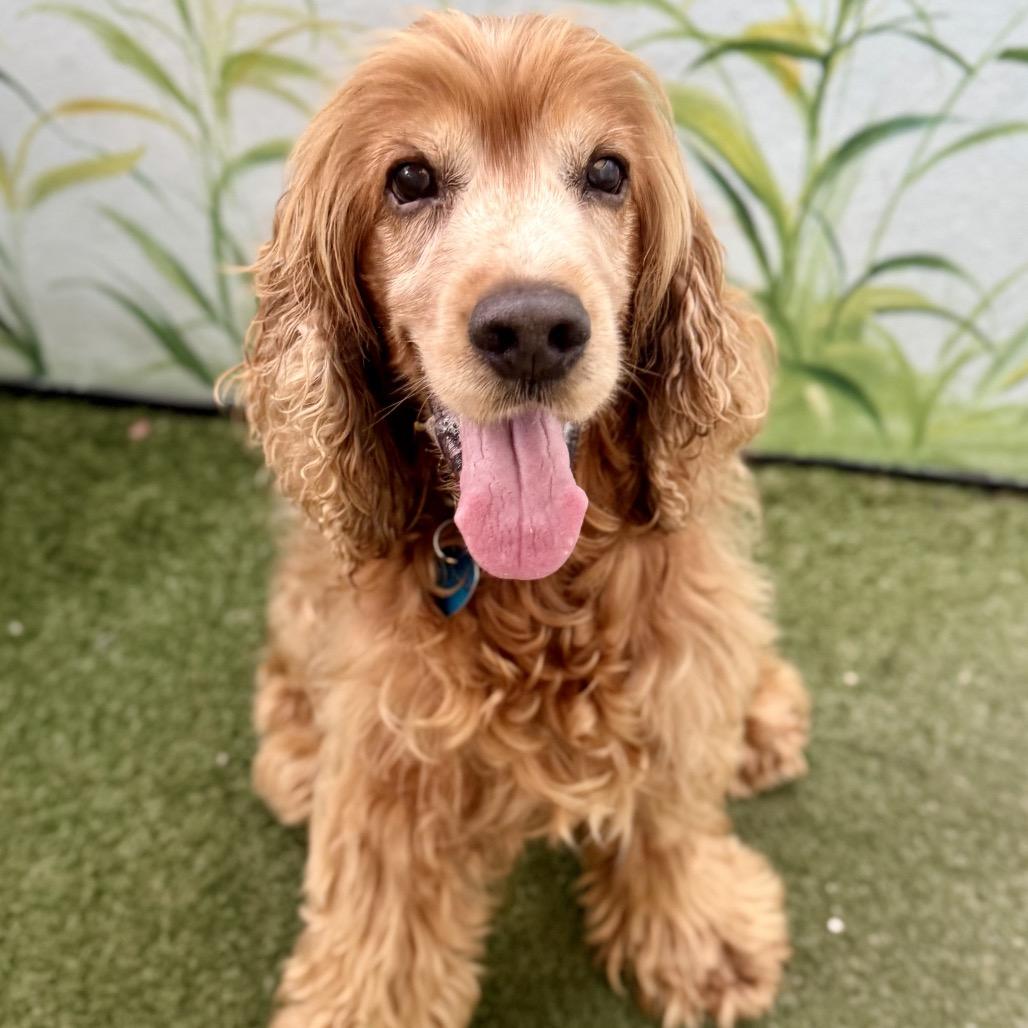 Enlarge Maloney, a Adoptable Cocker Spaniel in Fort Lauderdale, FL image 3/4