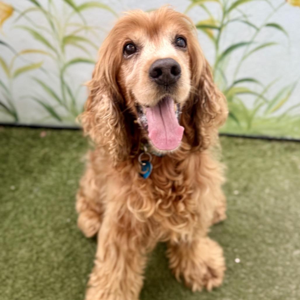Enlarge Maloney, a Adoptable Cocker Spaniel in Fort Lauderdale, FL image 4/4