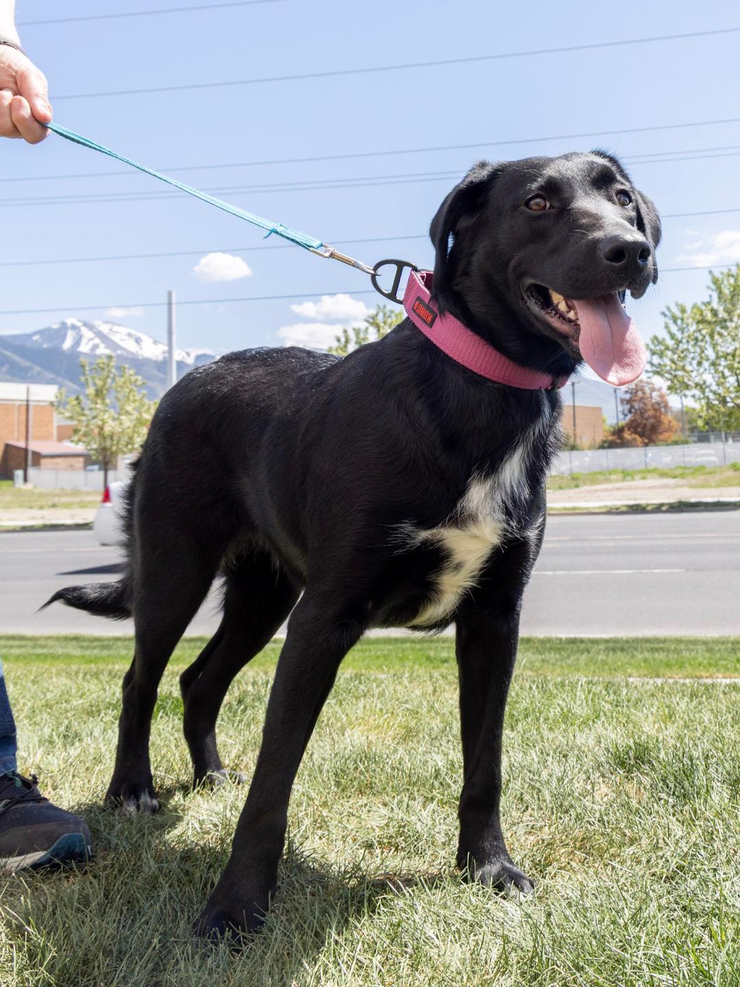 Nala, an adoptable Black Labrador Retriever, Border Collie in Millville, UT, 84326 | Photo Image 1