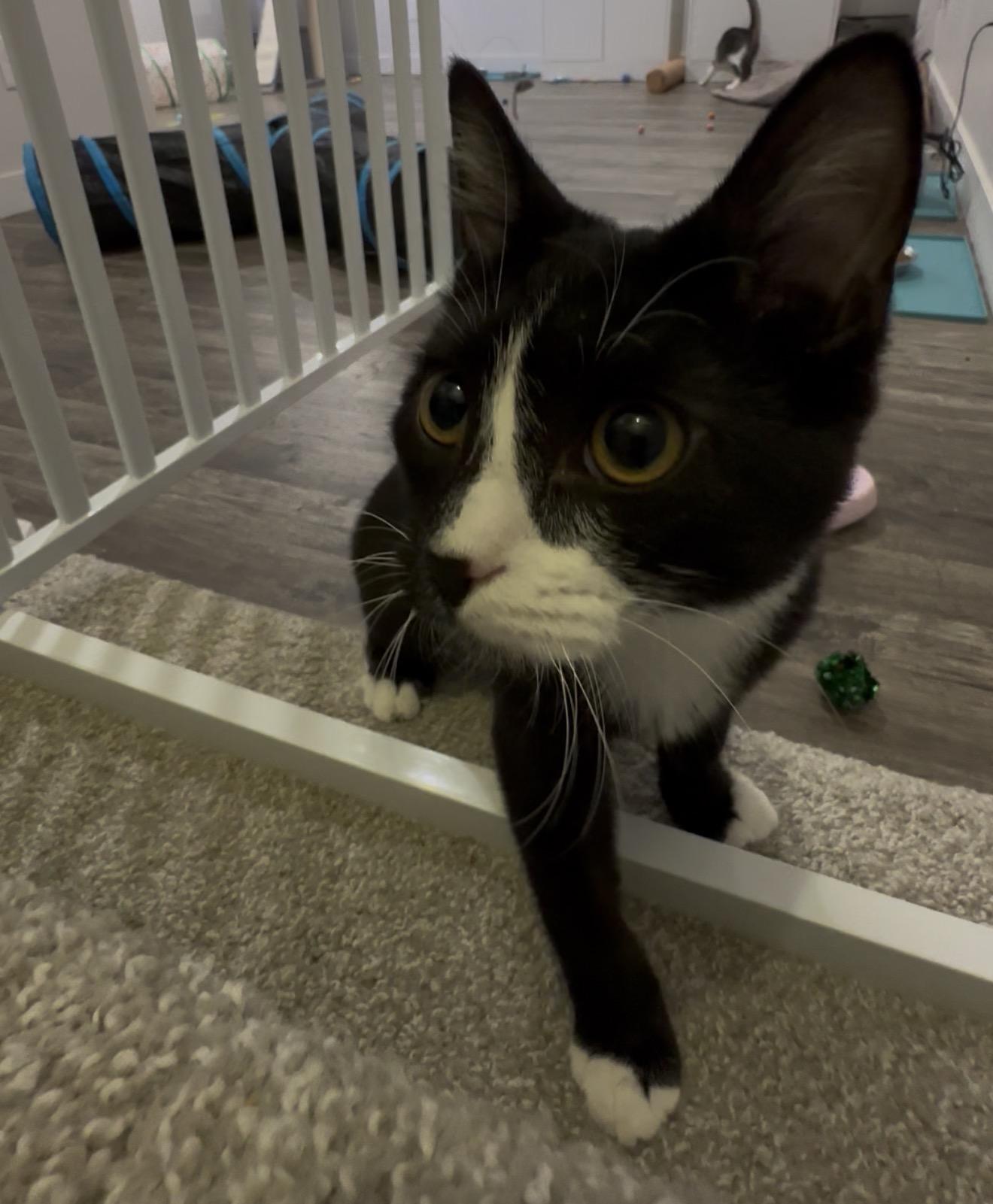 Prim, Adoptable, Kitten Female Domestic Short Hair & Tuxedo.