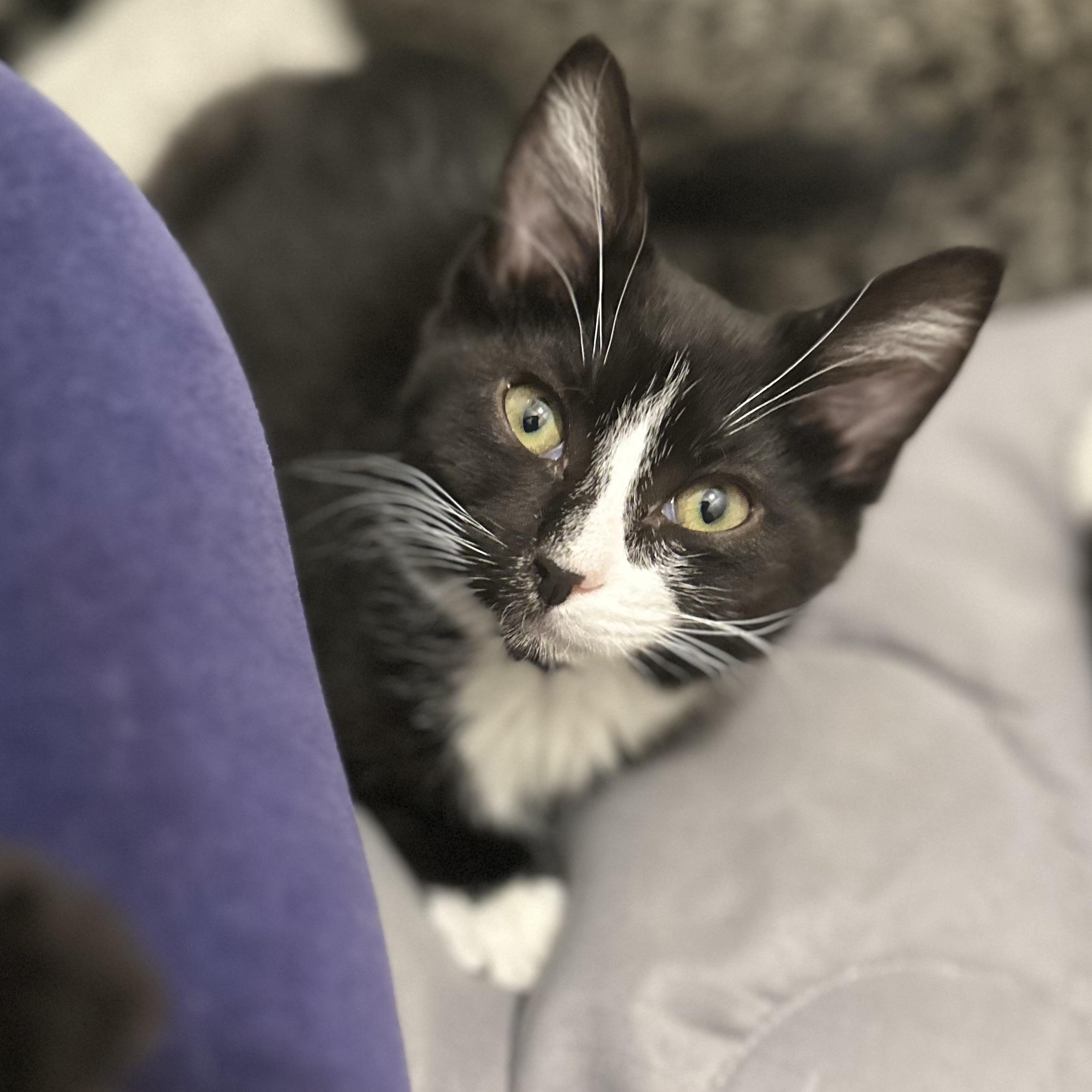 Prim, Adoptable, Kitten Female Domestic Short Hair & Tuxedo.