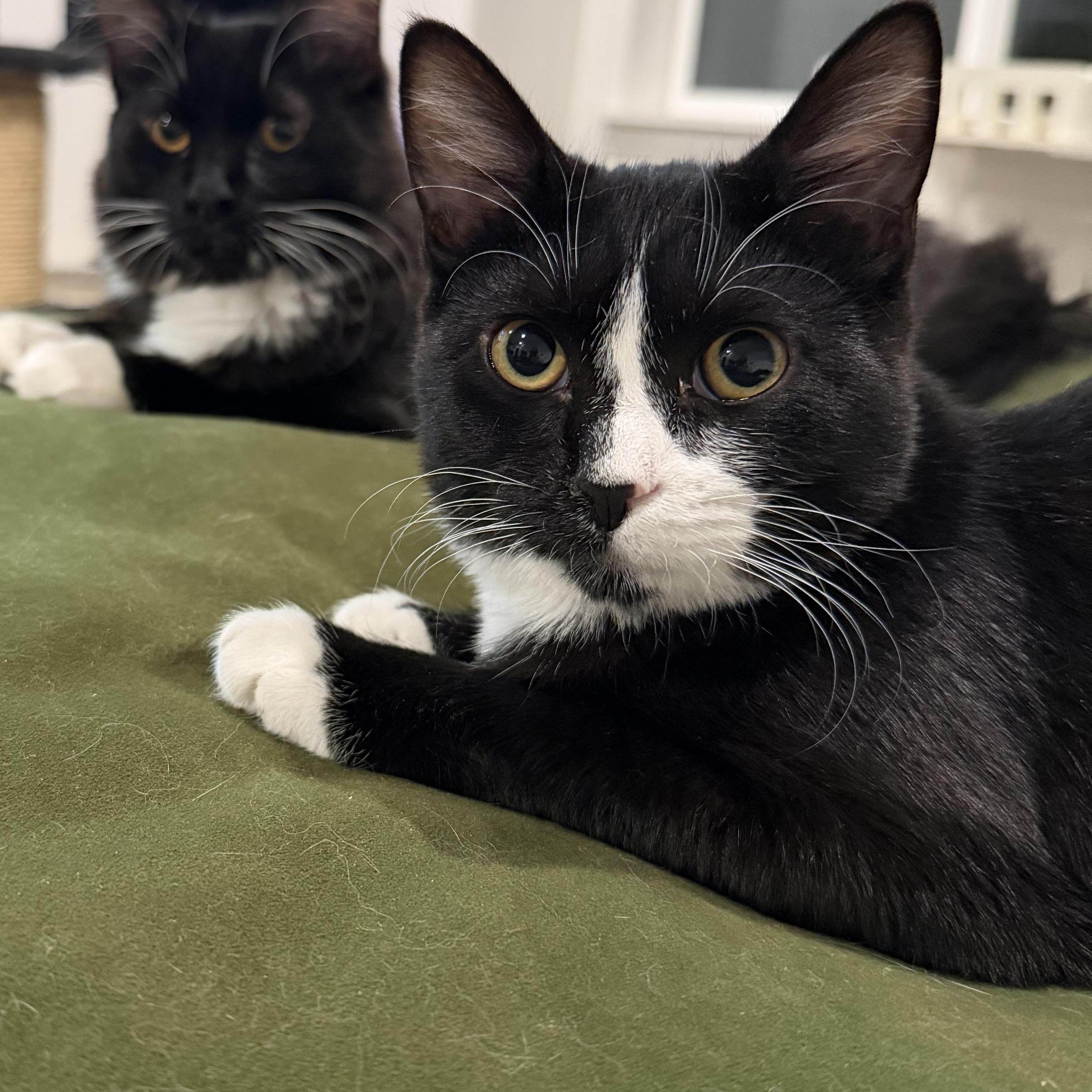 Prim, a Adoptable mixed breed in Midvale, UT image 3/5