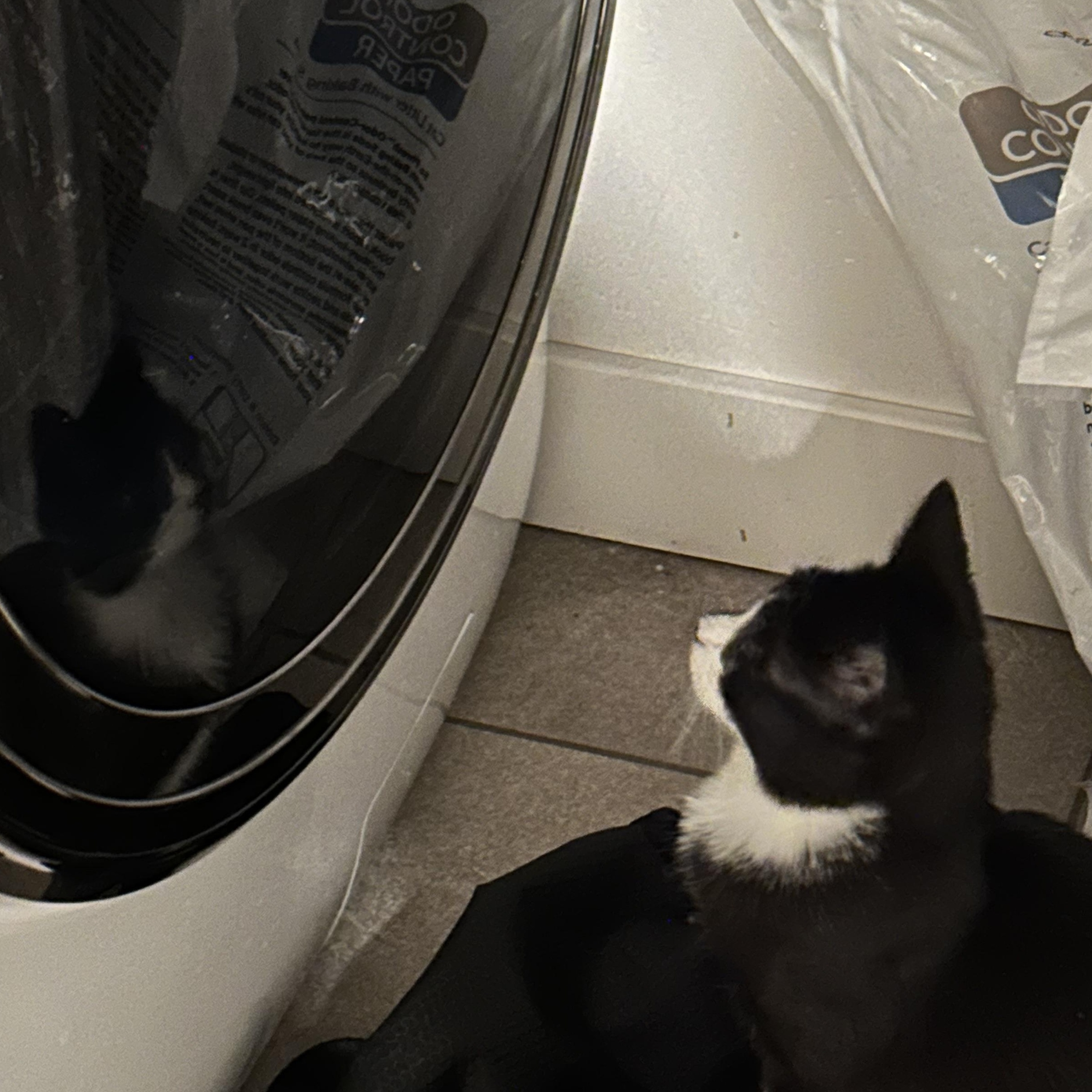 Prim, a Adoptable mixed breed in Midvale, UT image 4/5