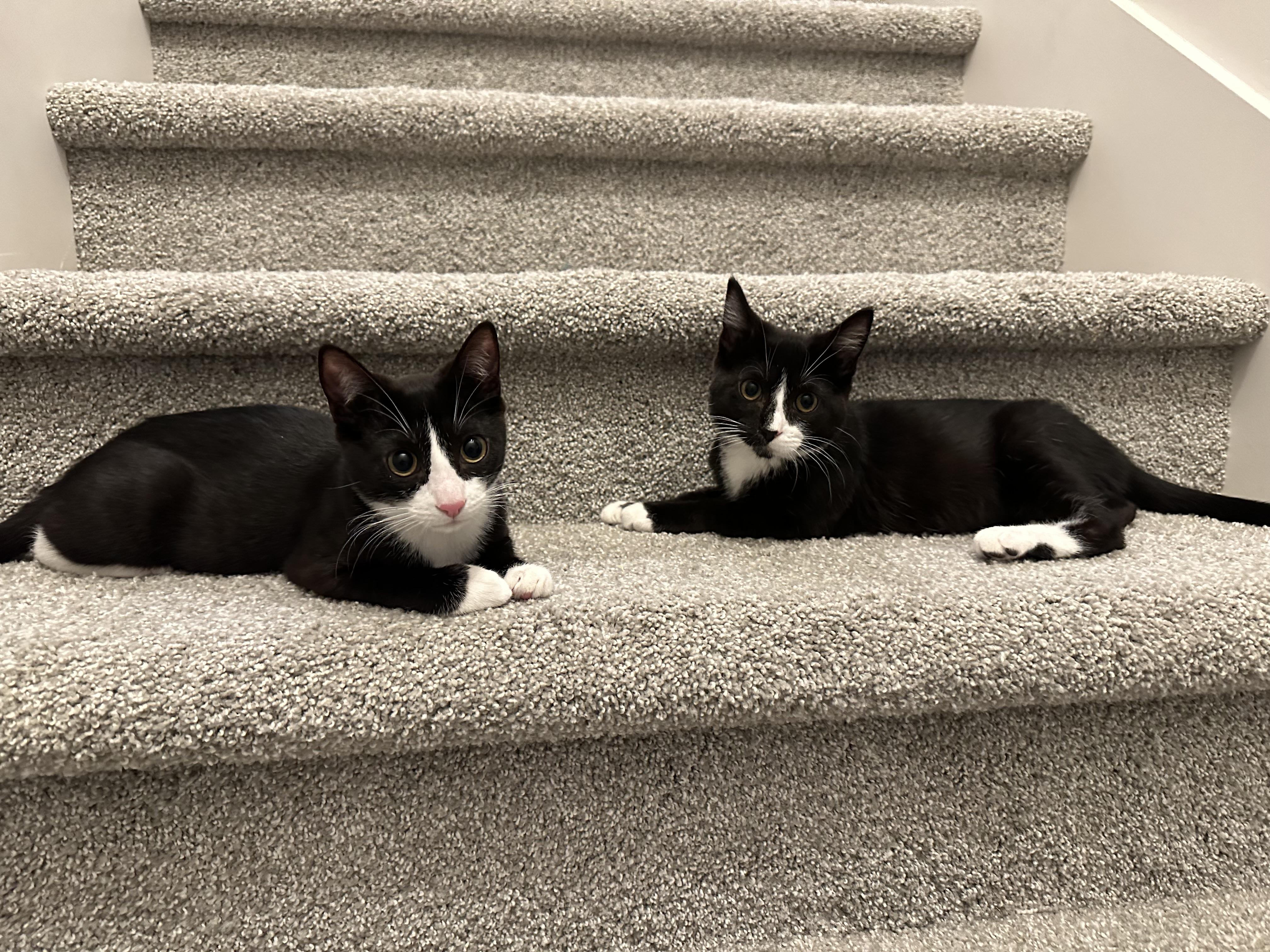 Prim, a Adoptable mixed breed in Midvale, UT image 5/5