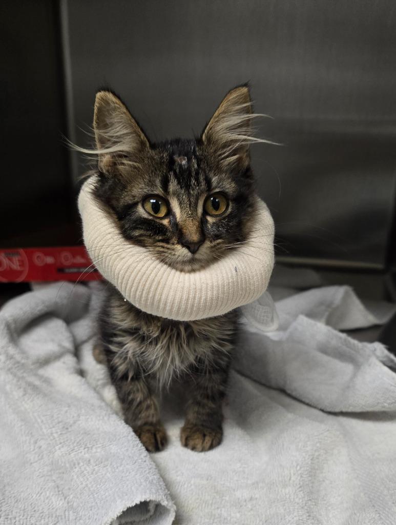 Enlarge Kyle, a Adopted mixed breed in Pratt, KS image 1/2