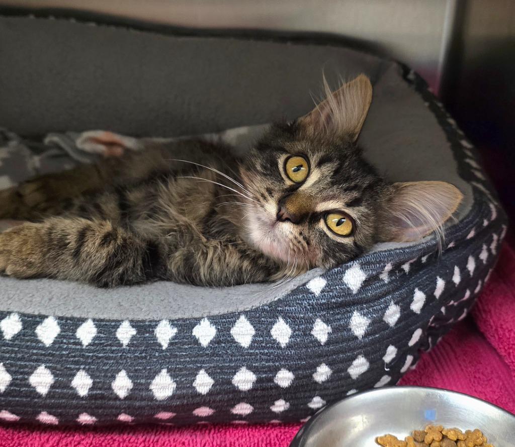 Kyle, Adoptable, Kitten Female Domestic Long Hair.