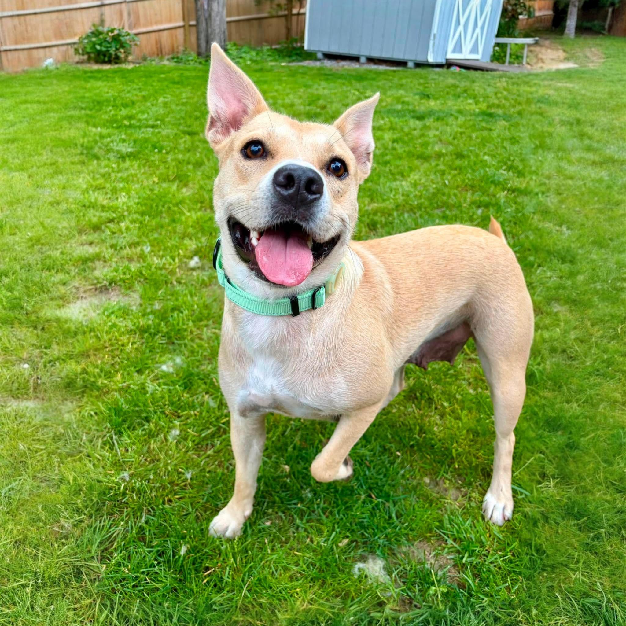 Katie Mae, adopted, Young Female Mixed Breed.