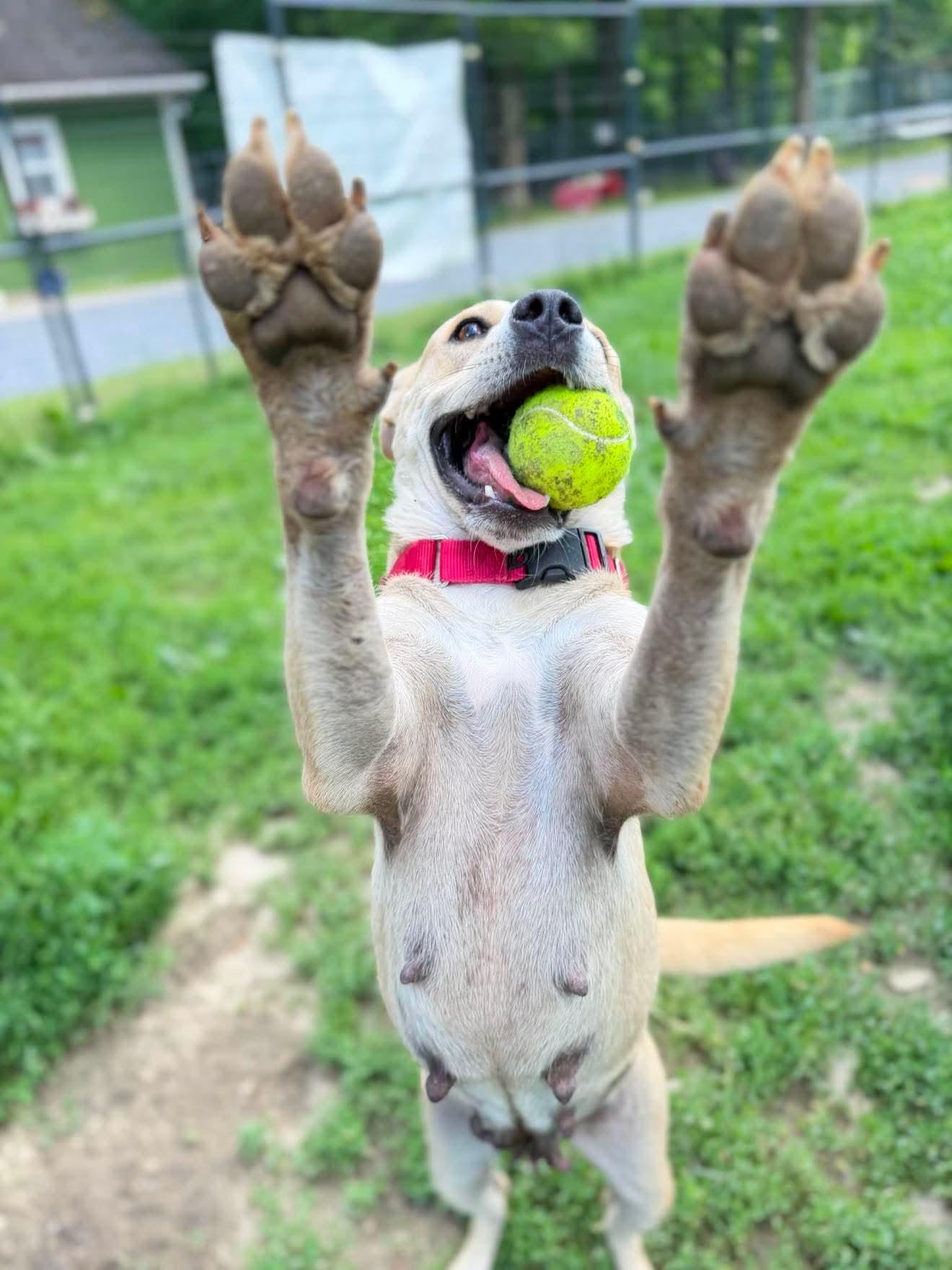 Katie Mae, an adopted Mixed Breed in Argyle, NY image 2/6