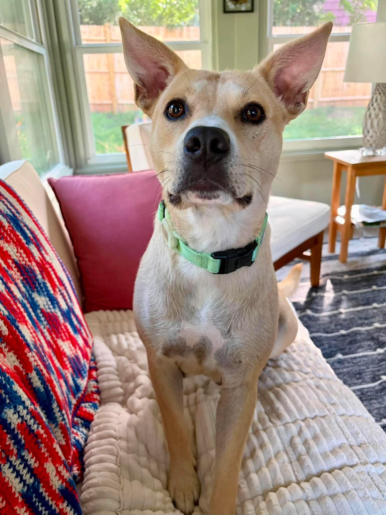 Katie Mae, an adopted Mixed Breed in Argyle, NY image 5/6