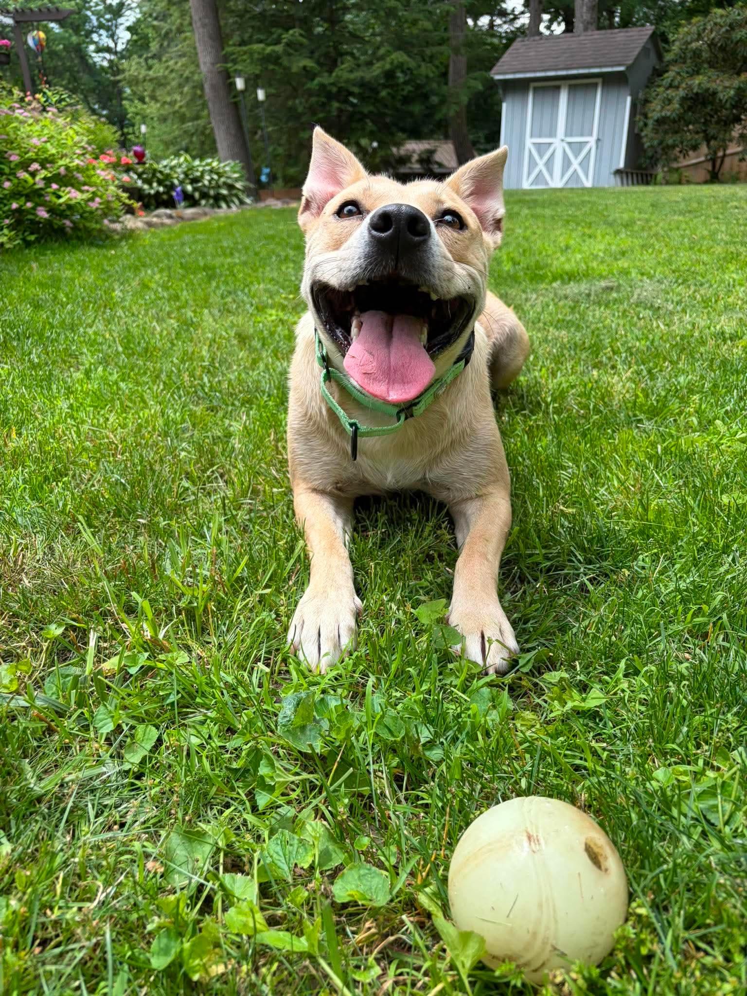 Katie Mae, an adopted Mixed Breed in Argyle, NY image 3/6