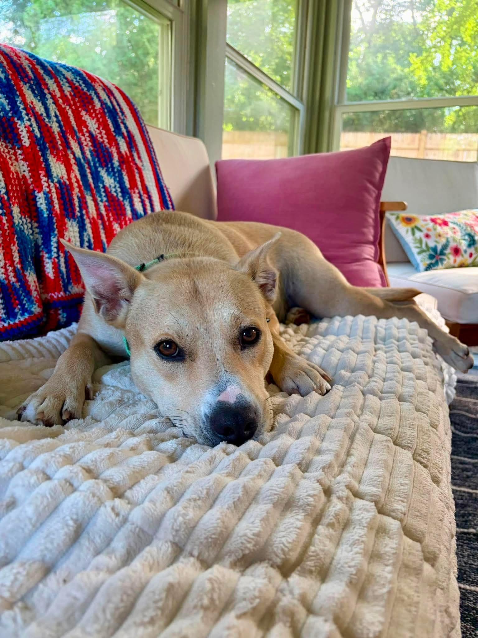 Katie Mae, an adopted Mixed Breed in Argyle, NY image 6/6
