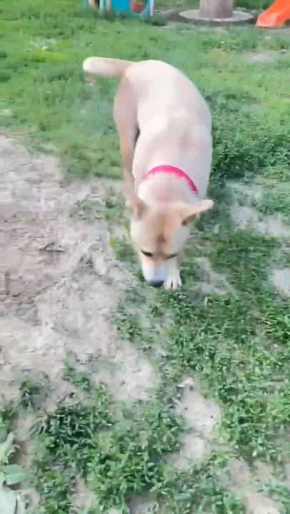 Enlarge Katie Mae, an adopted Mixed Breed in Argyle, NY video 4/6