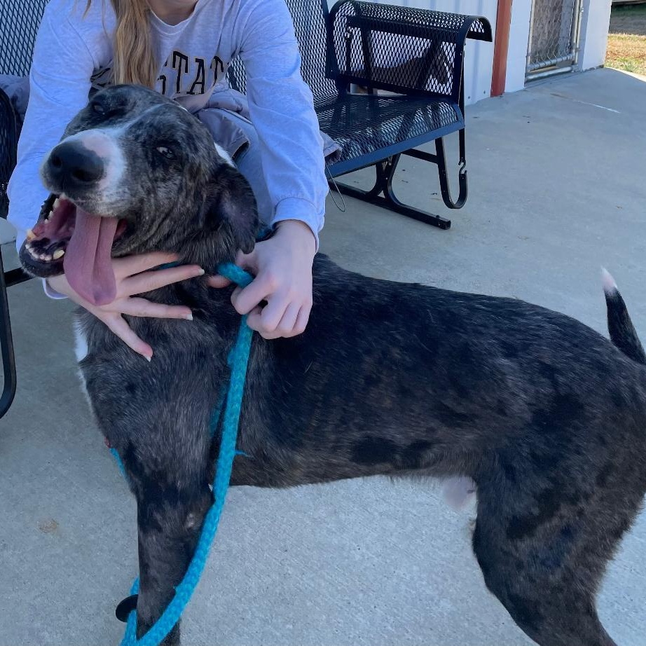Damian, a Adoptable Catahoula Leopard Dog in Lancaster, SC image 3/5