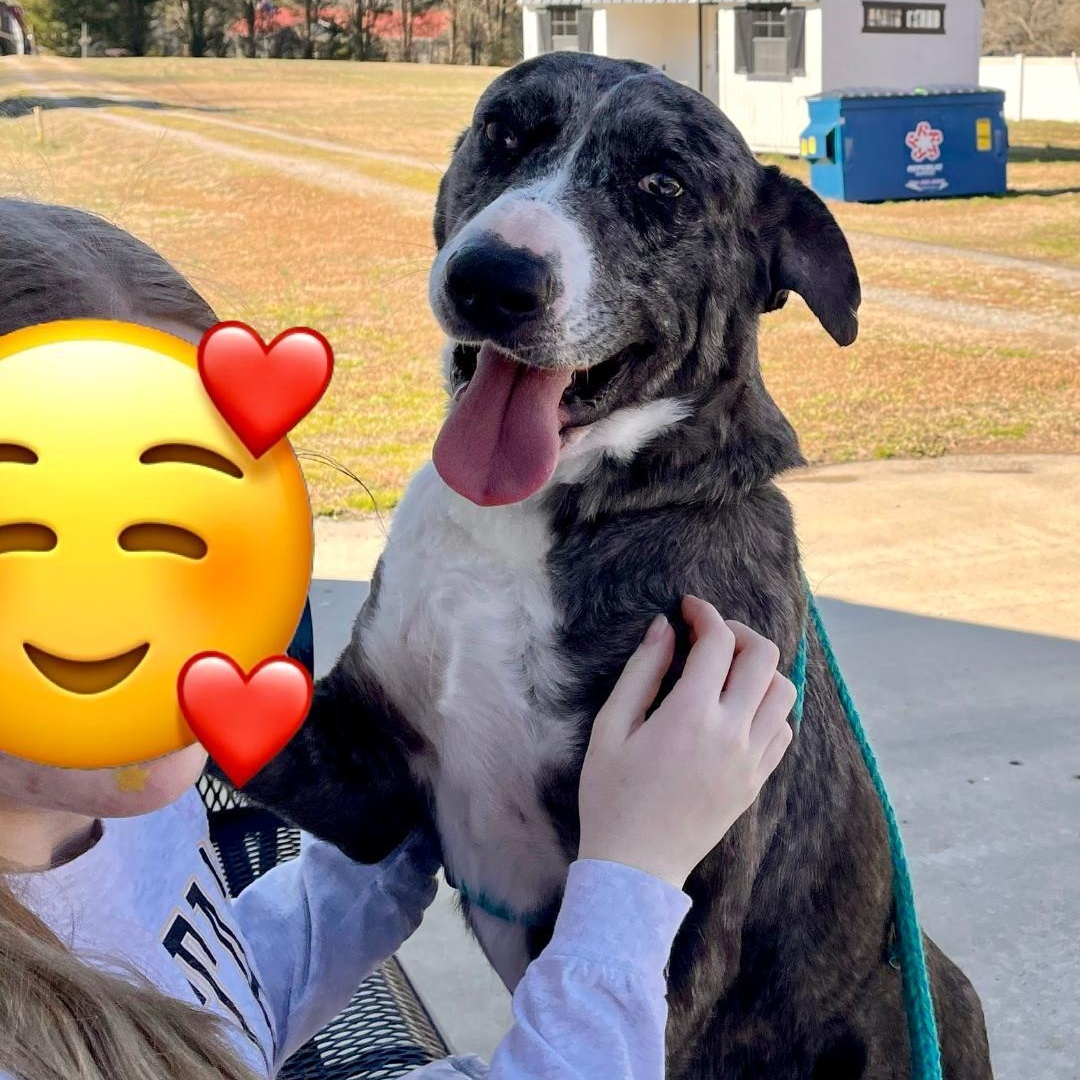 Damian, a Adoptable Catahoula Leopard Dog in Lancaster, SC image 2/5