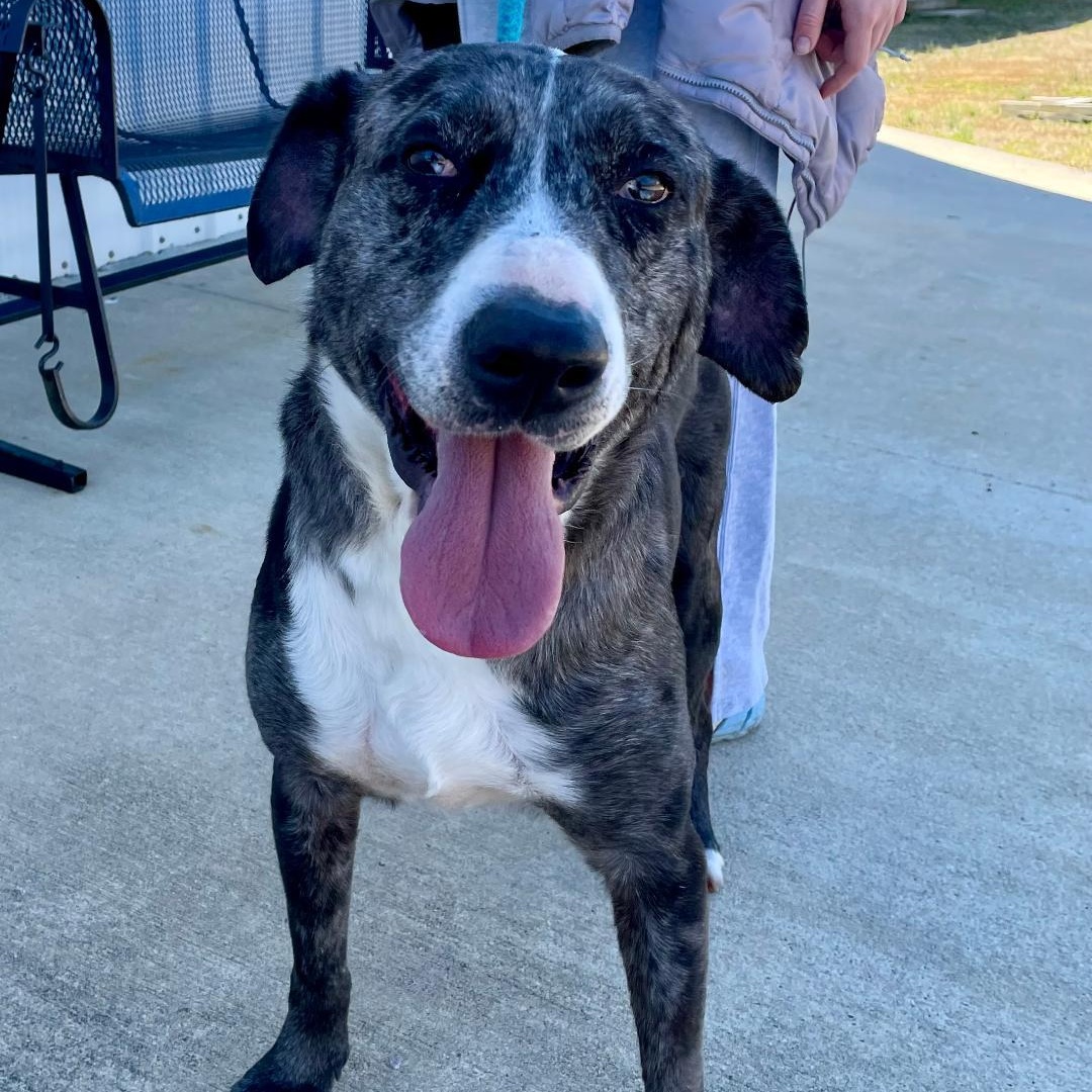 Damian, a Adoptable Catahoula Leopard Dog in Lancaster, SC image 1/5