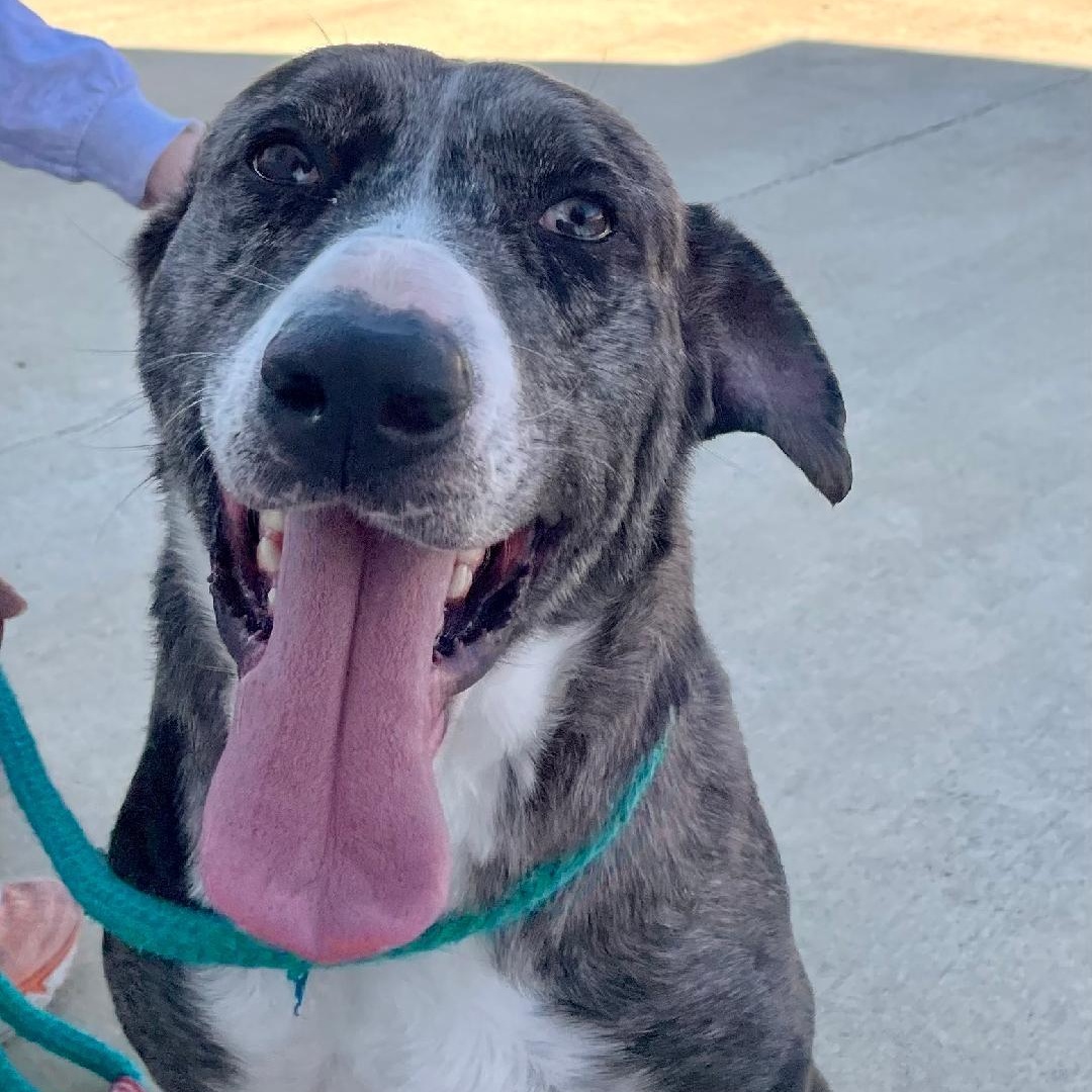 Damian, a Adoptable Catahoula Leopard Dog in Lancaster, SC image 5/5