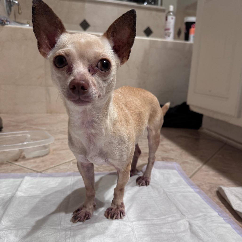 Enlarge Lucky, a Adoptable Chihuahua in Katy, TX image 1/3