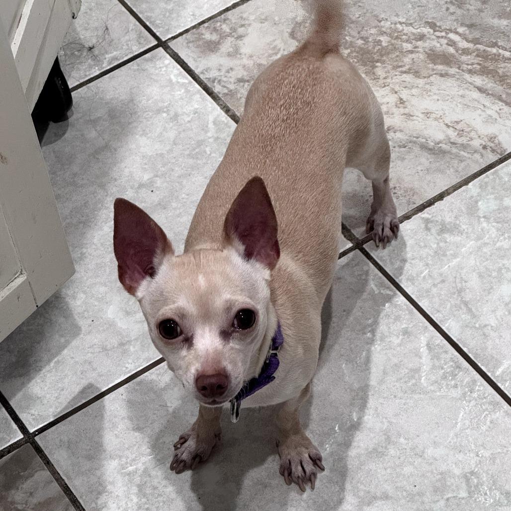 Lucky, Adoptable, Adult Female Chihuahua.