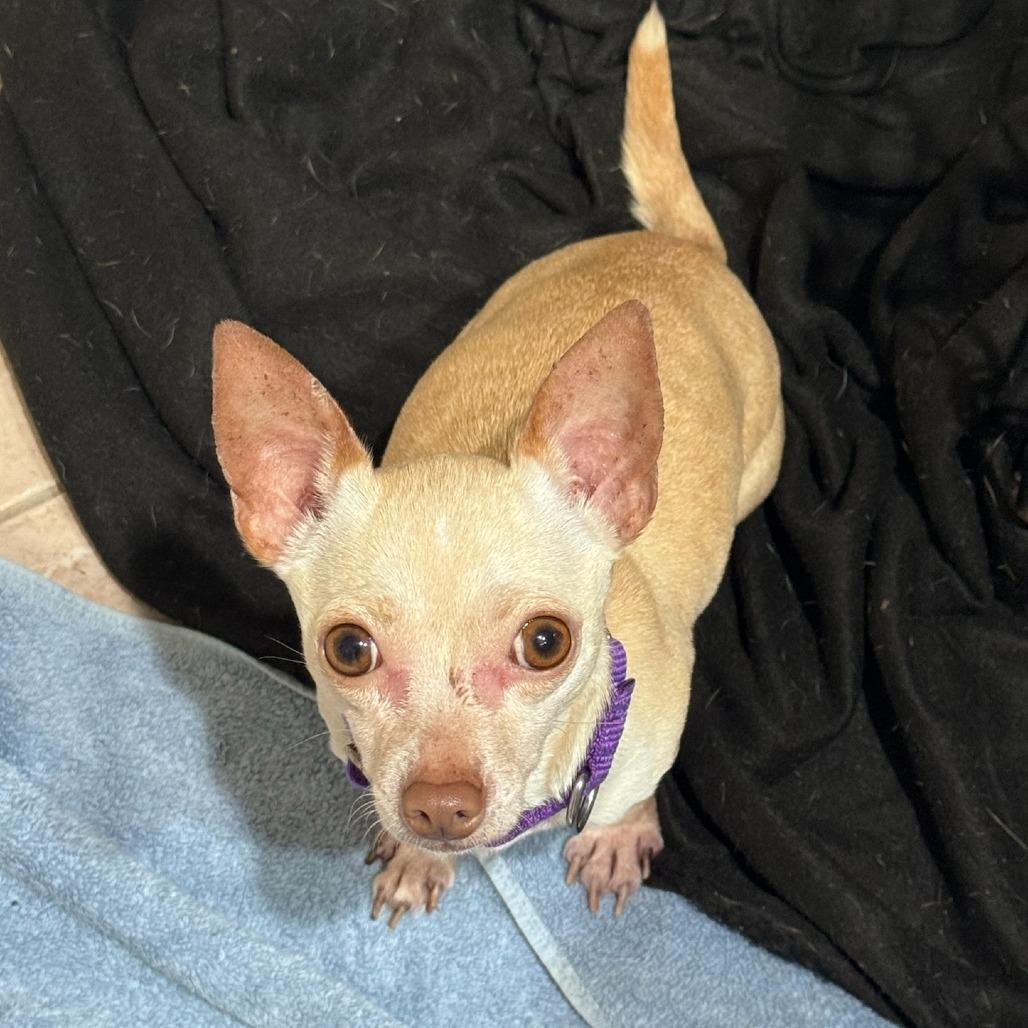 Enlarge Lucky, a Adoptable Chihuahua in Katy, TX image 2/3