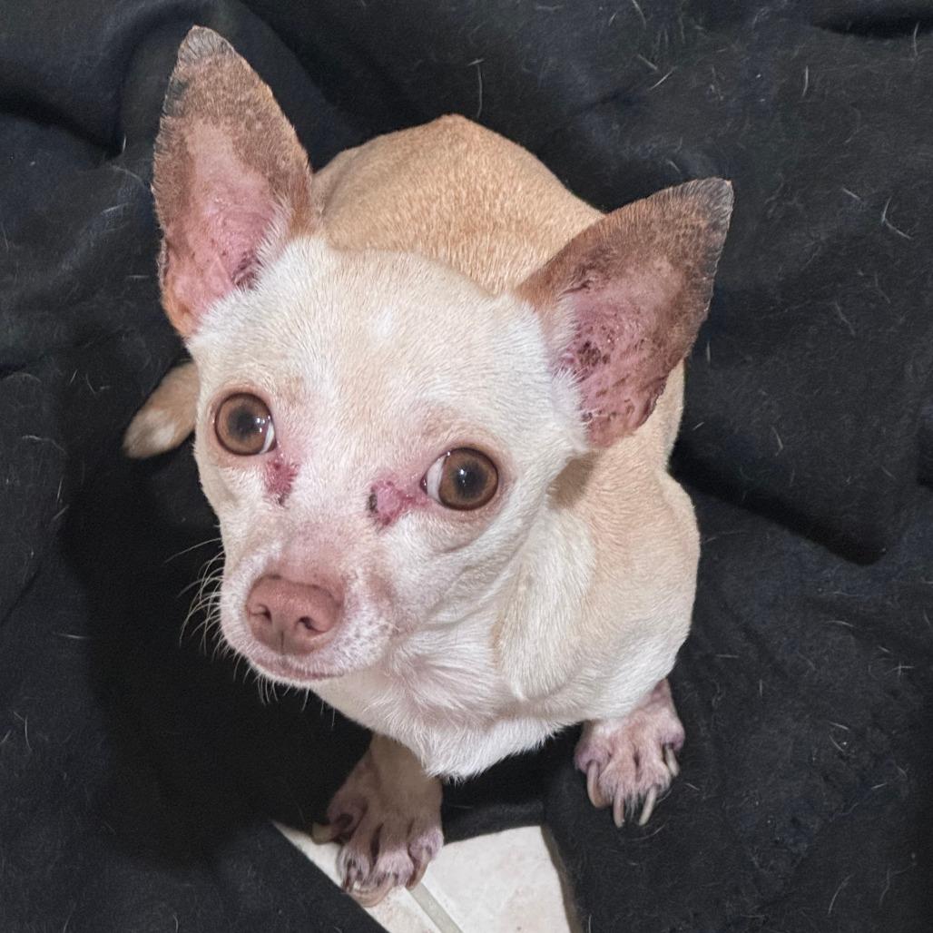 Enlarge Lucky, a Adoptable Chihuahua in Katy, TX image 3/3
