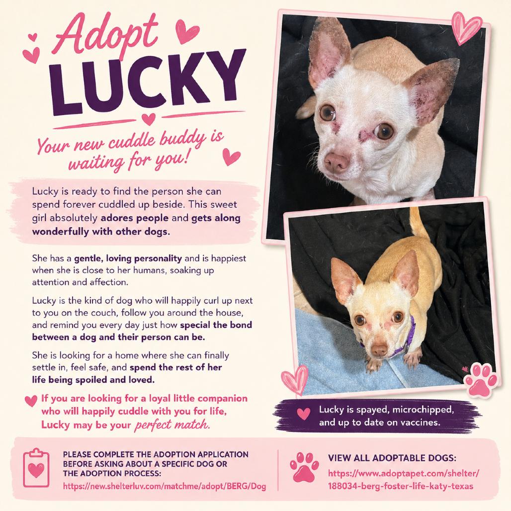 Lucky, a Adoptable Chihuahua in Katy, TX image 3/3