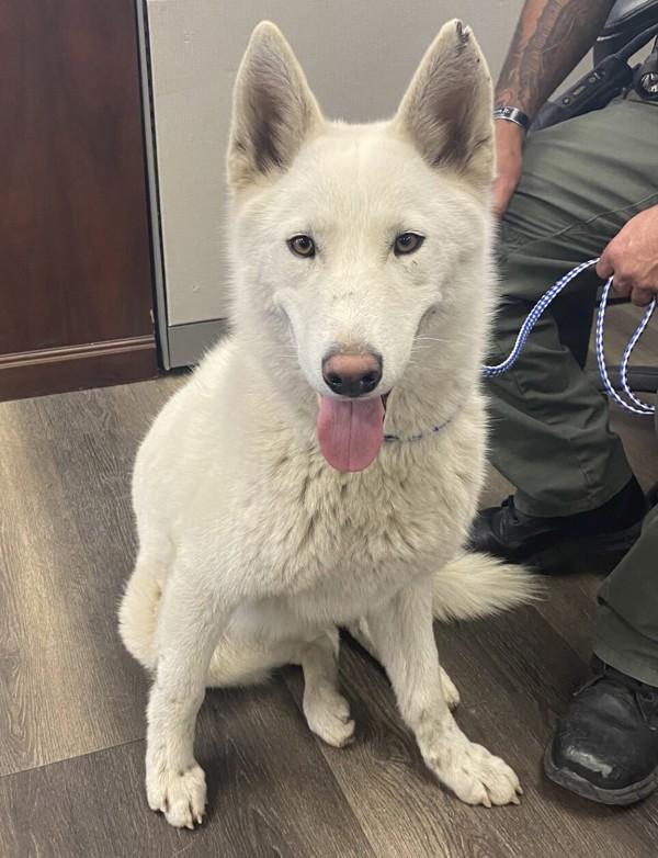 Nube, Adoptable, Young Female Siberian Husky.