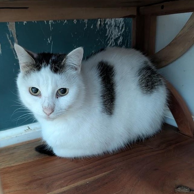 Enlarge Billie, a Adoptable Domestic Short Hair in Buffalo, NY image 1/4