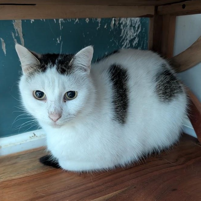 Enlarge Billie, a Adoptable Domestic Short Hair in Buffalo, NY image 2/4