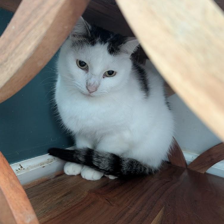 Enlarge Billie, a Adoptable Domestic Short Hair in Buffalo, NY image 3/4
