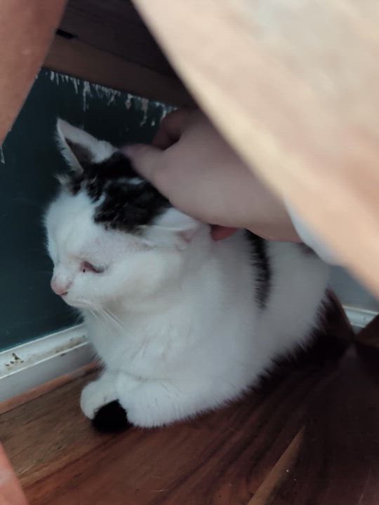 Enlarge Billie, a Adoptable Domestic Short Hair in Buffalo, NY video 4/4