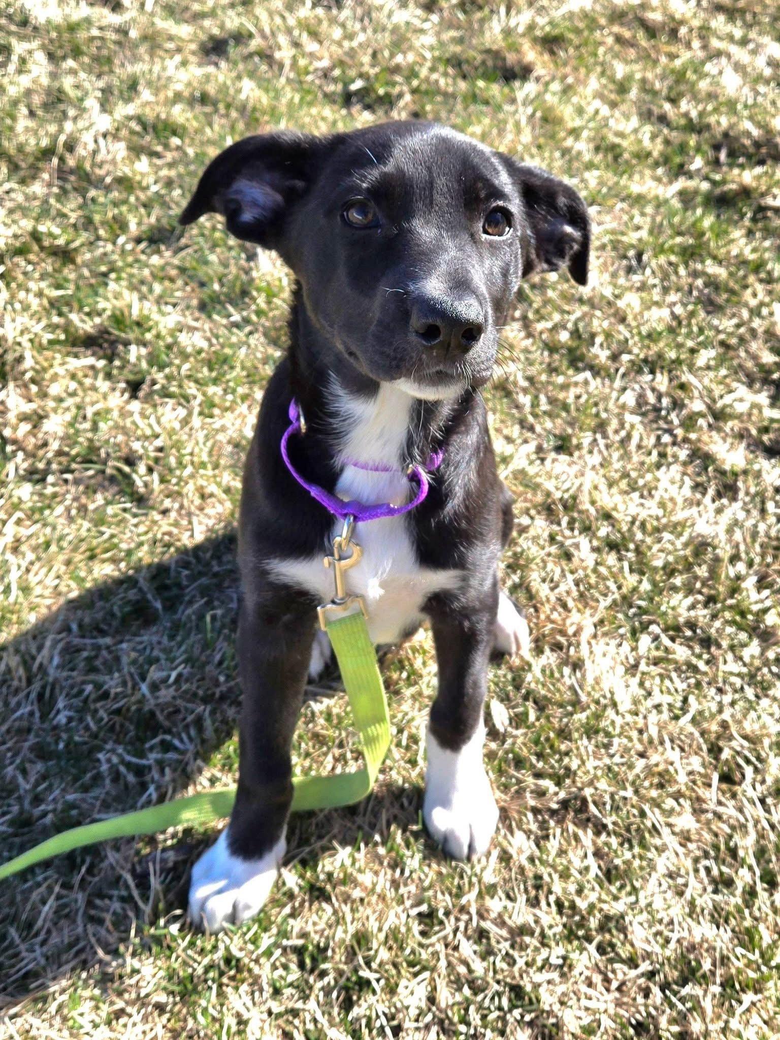 Enlarge Jelly Bean, a Adoptable mixed breed in New London, WI image 1/3