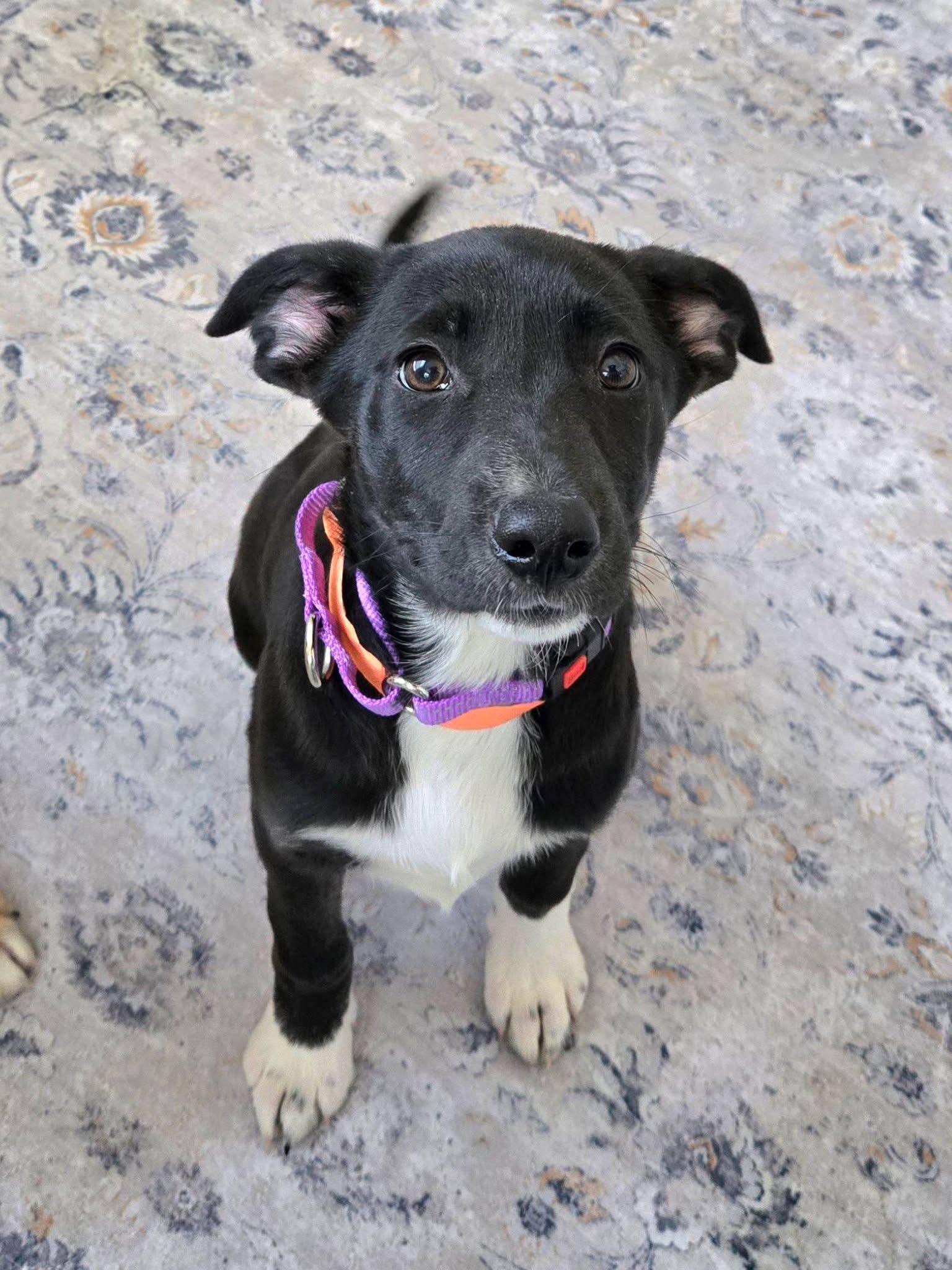 Enlarge Jelly Bean, a Adoptable mixed breed in New London, WI image 2/3