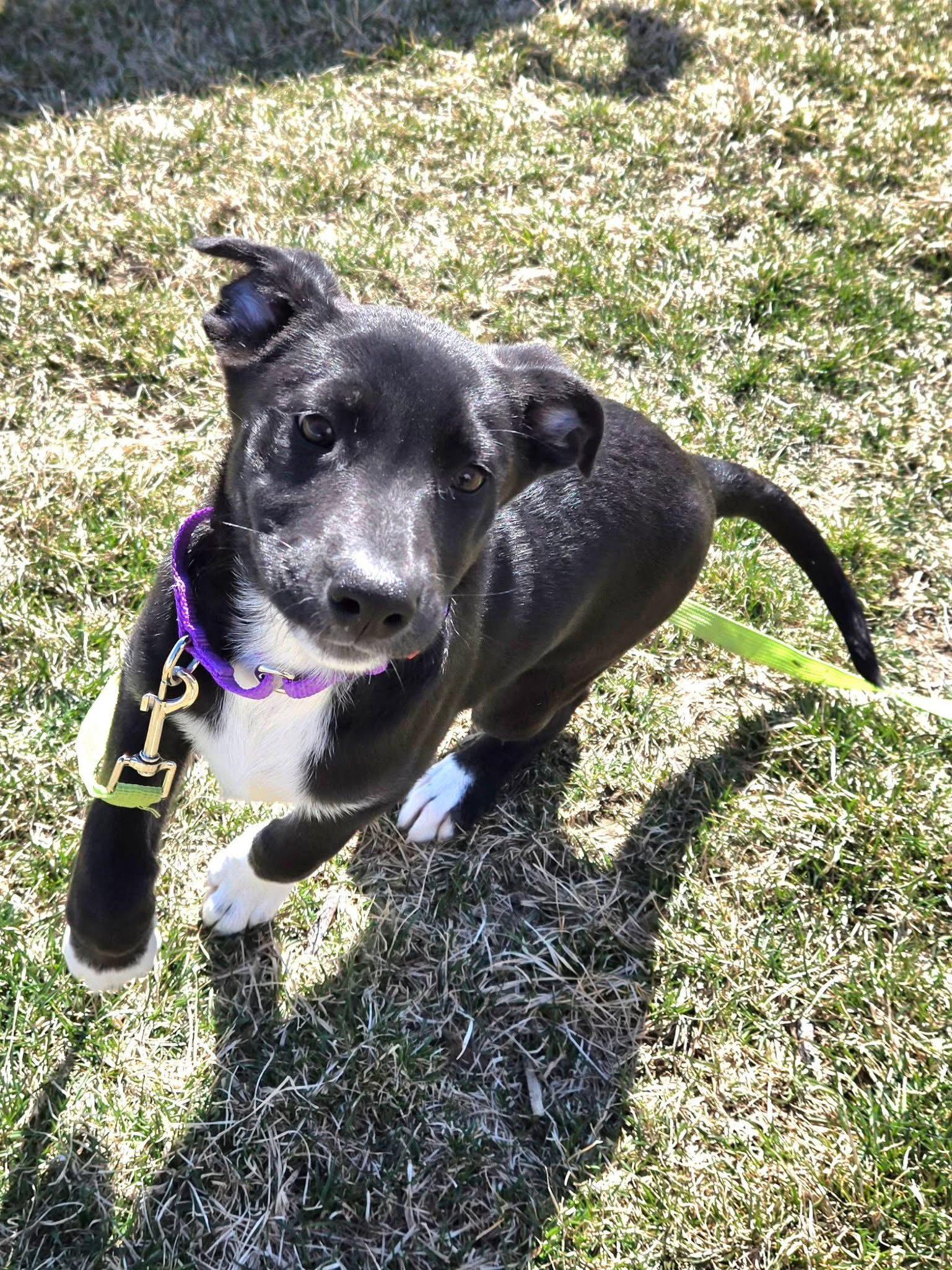 Enlarge Jelly Bean, a Adoptable mixed breed in New London, WI image 3/3