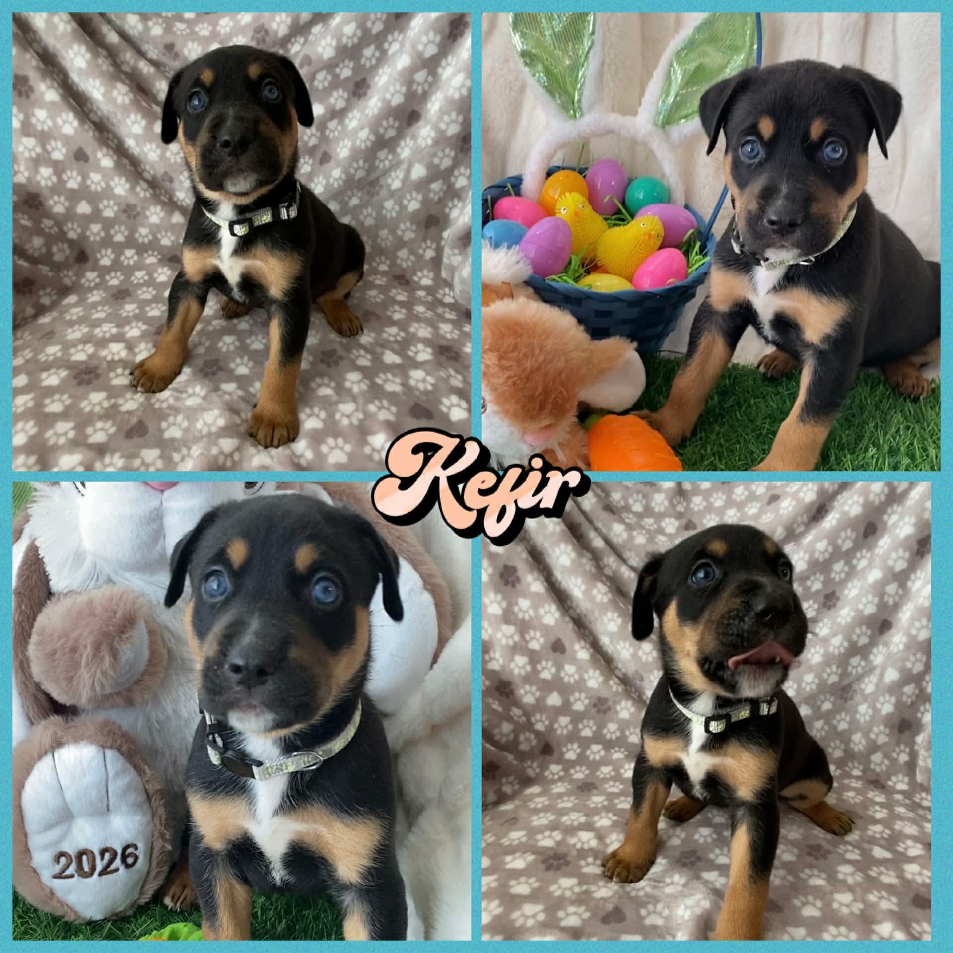 Enlarge Kefir, a Adoptable mixed breed in New Baltimore, MI image 2/2