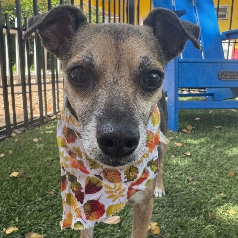 Enlarge Rio 6695, a Adoptable Chihuahua in Boca Raton, FL image 1/2