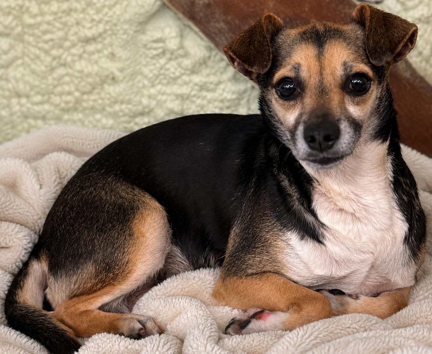 Enlarge Rio 6695, a Adoptable Chihuahua in Boca Raton, FL image 2/2
