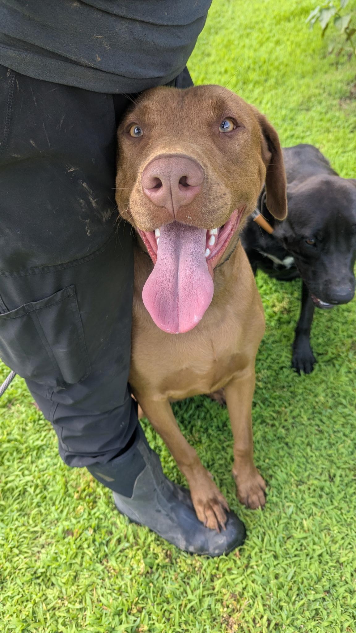 Enlarge Ludacris, a ADOPTABLE mixed breed in Atchison, KS image 1/4
