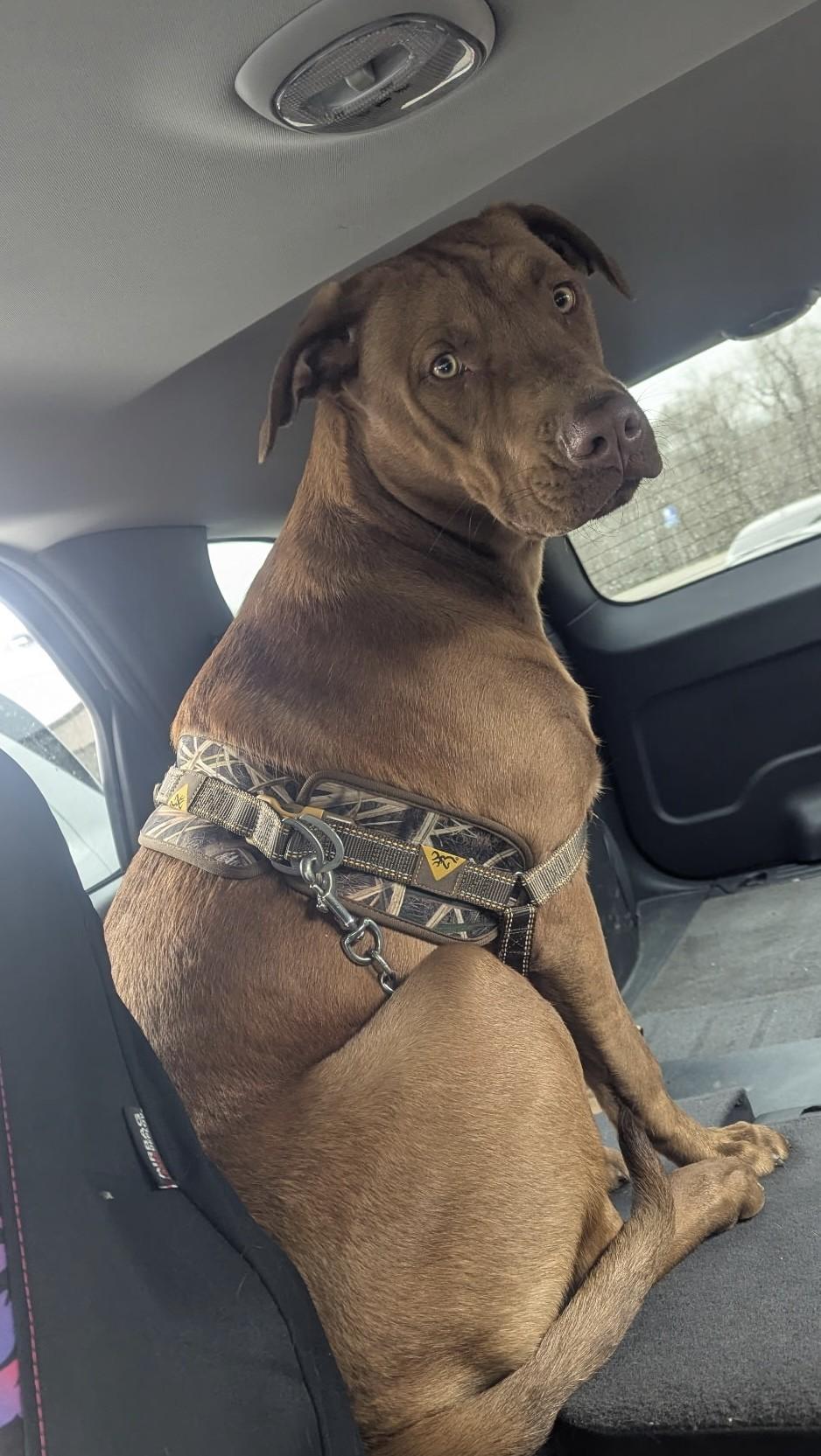 Enlarge Ludacris, a ADOPTABLE mixed breed in Atchison, KS image 2/4