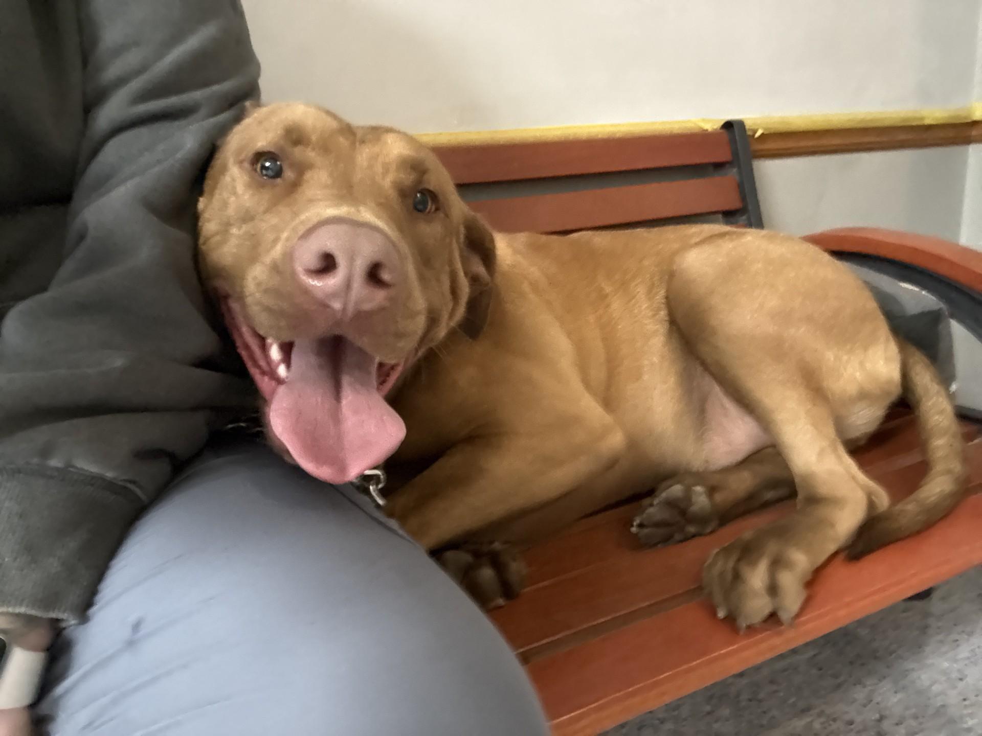 Enlarge Ludacris, a ADOPTABLE mixed breed in Atchison, KS image 4/4