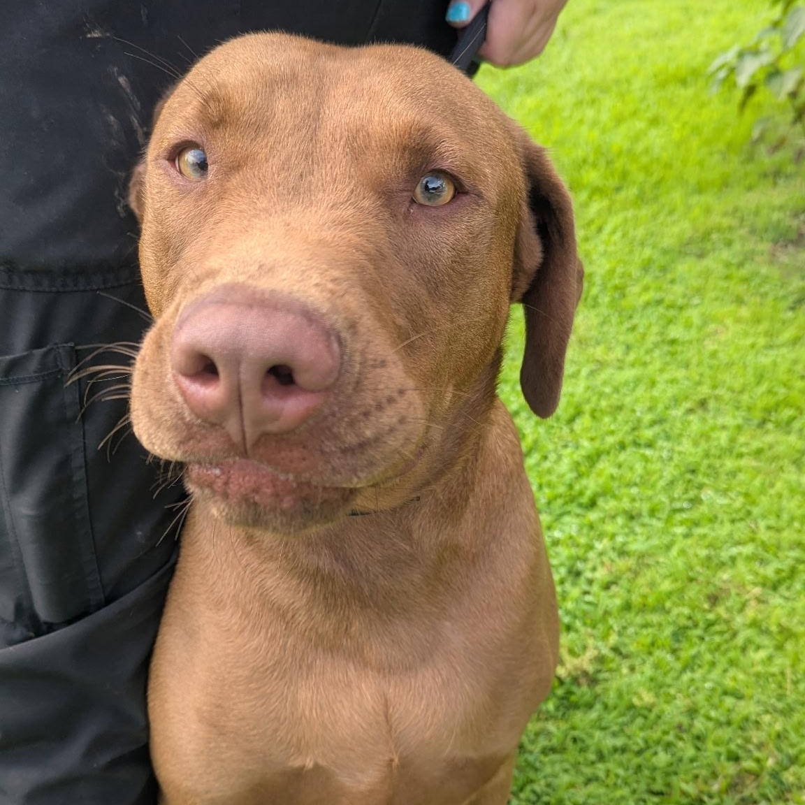 Enlarge Ludacris, a ADOPTABLE mixed breed in Atchison, KS image 3/5