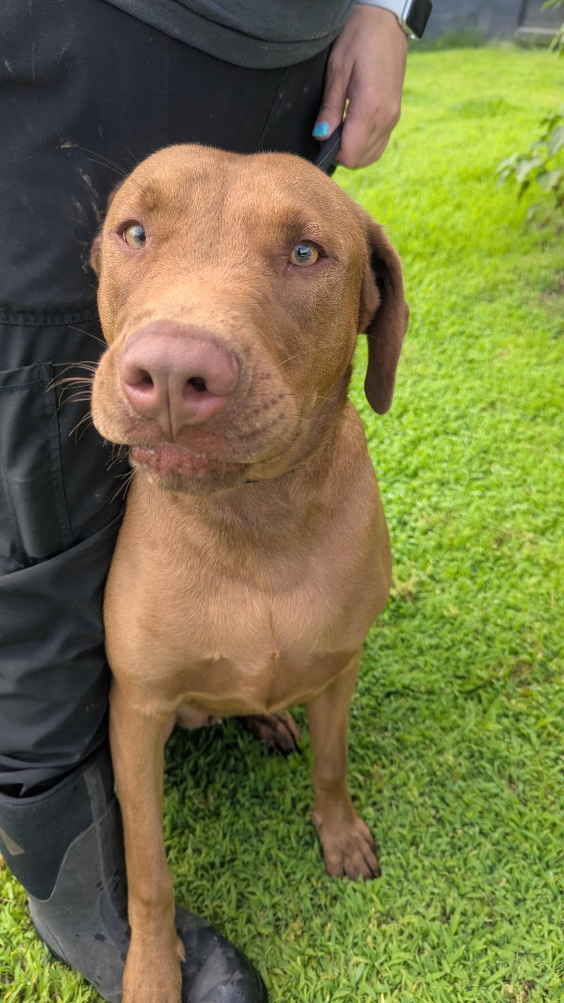Enlarge Ludacris, a ADOPTABLE mixed breed in Atchison, KS image 3/4
