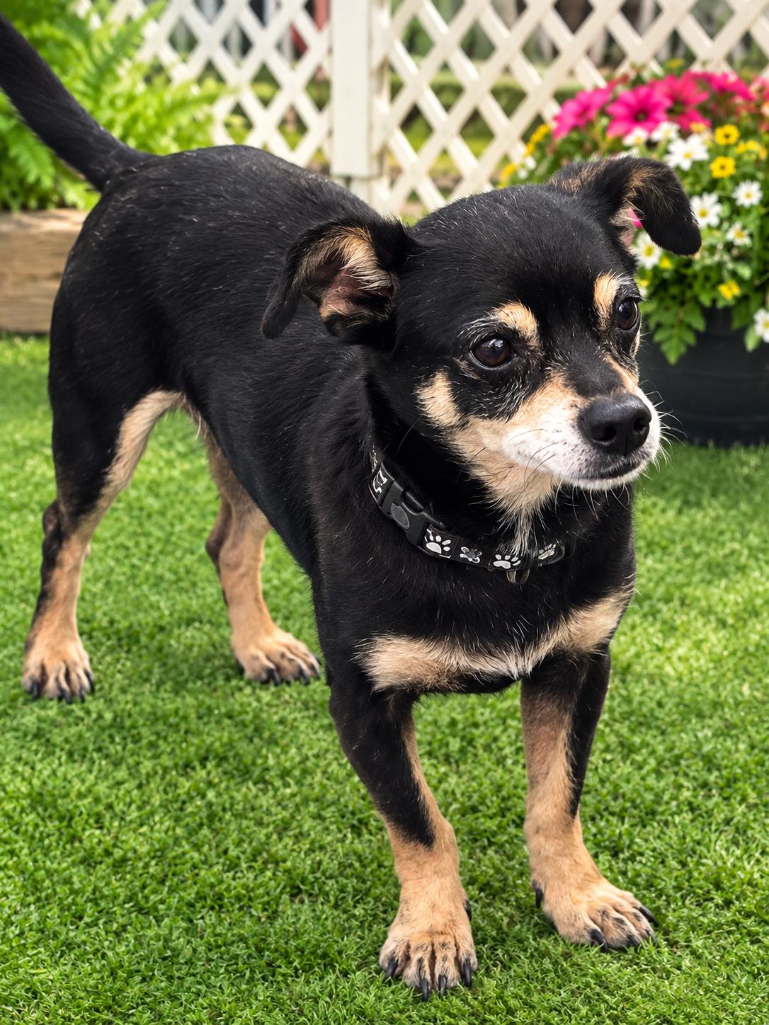 Enlarge Meeco [rounded ears], a Adoptable mixed breed in Rocky Mount, NC image 1/3